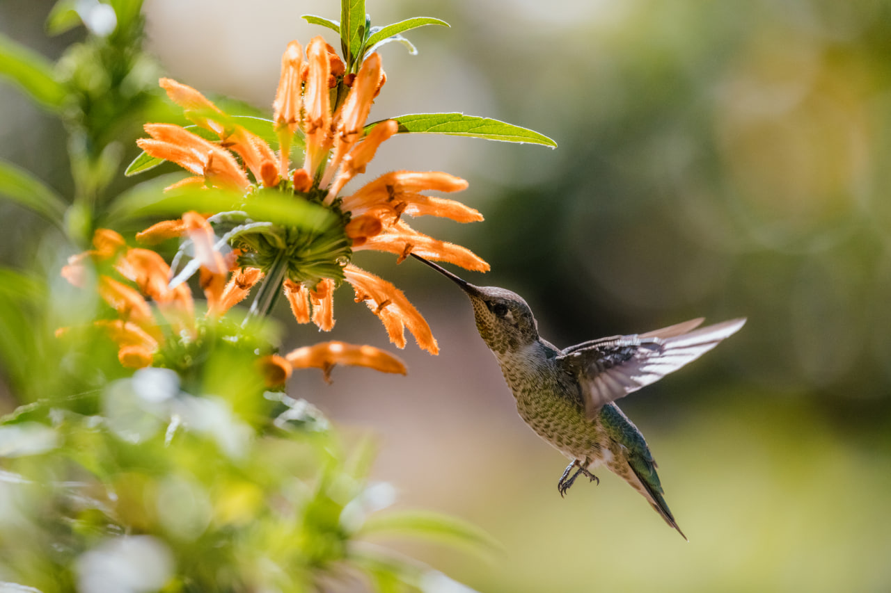 Pollinator working in the field