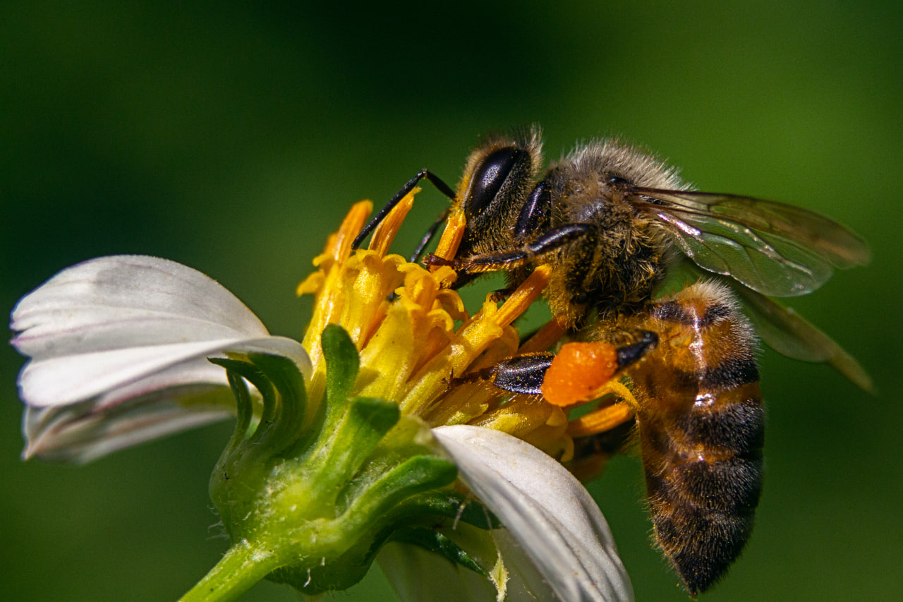 Pollinators in Africa