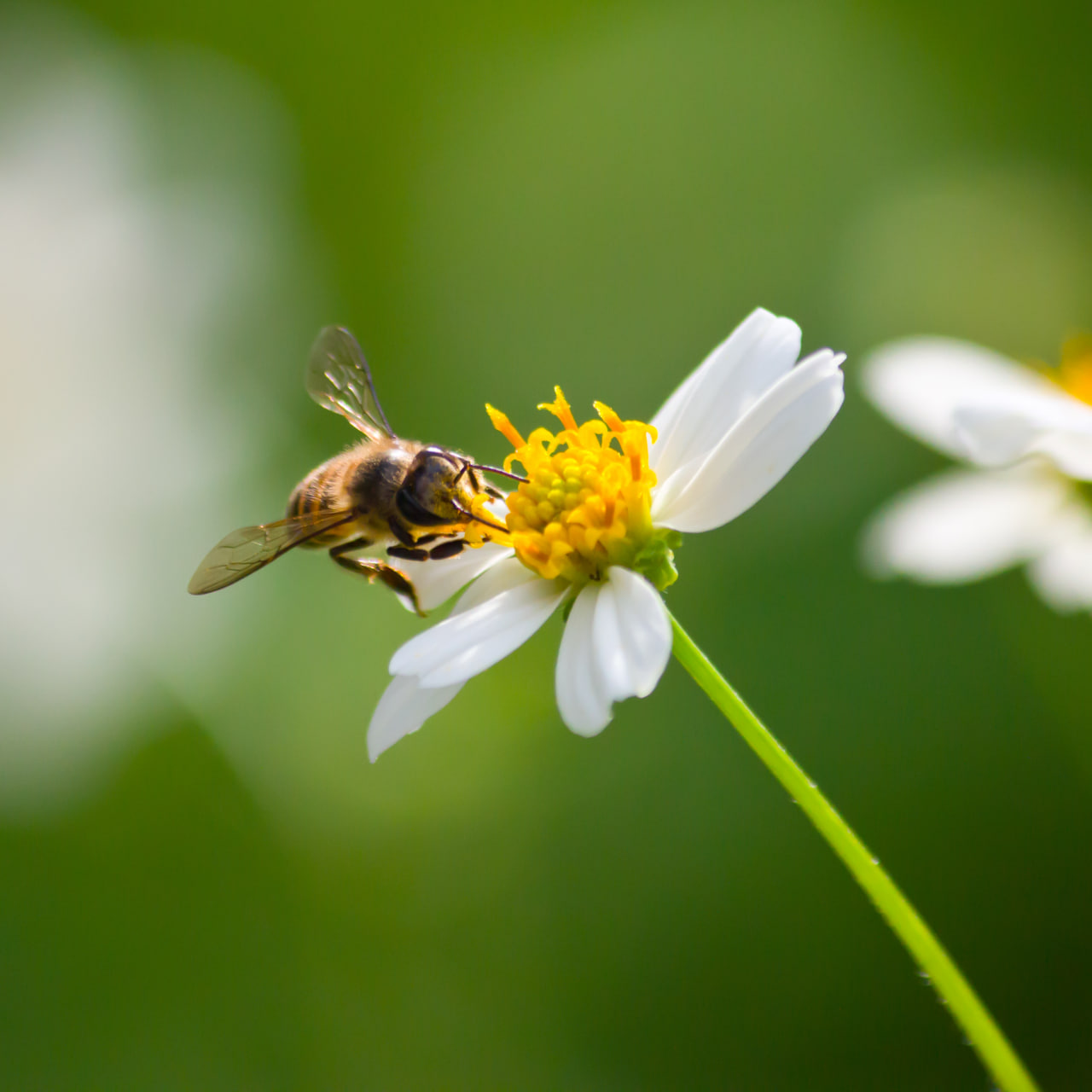 Pollination Africa Summit 2026