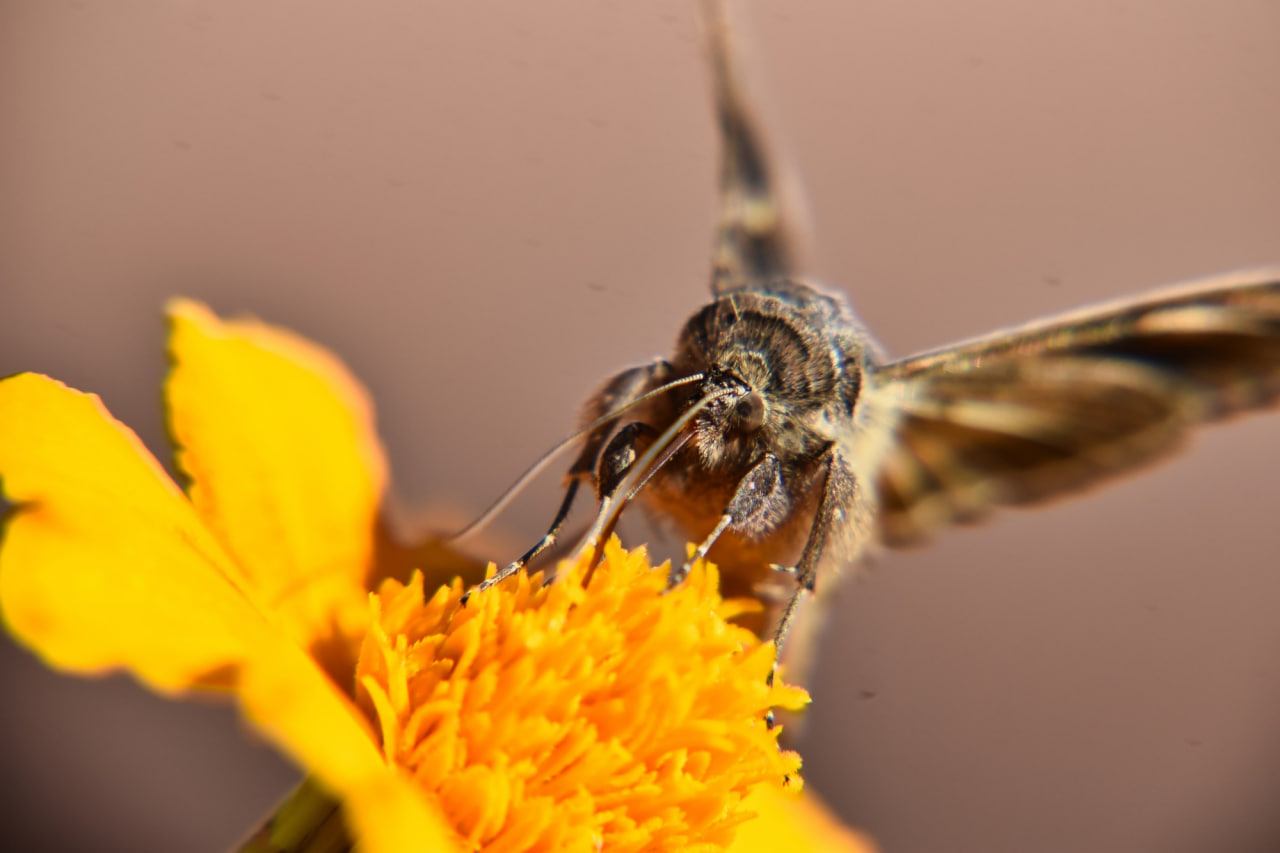 Pollinator diversity